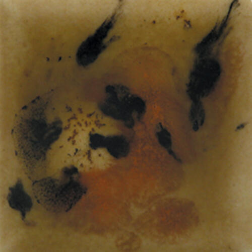 Mayco Jungle Gems Lowfire Brushable Glaze S-2725 Safari — example fired result